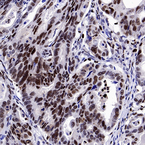 DLX5 Recombinant Rabbit mAb (S-2785-79)