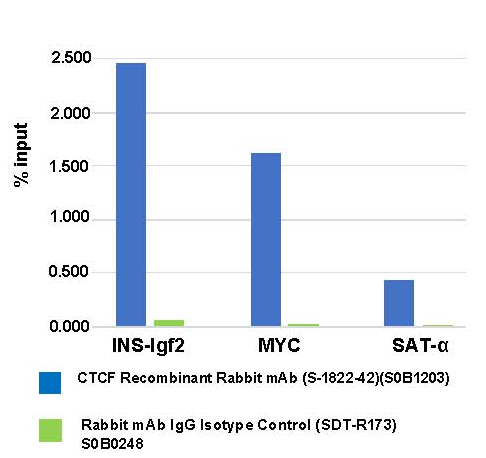 CTCF Recombinant Rabbit mAb (S-1822-42)
