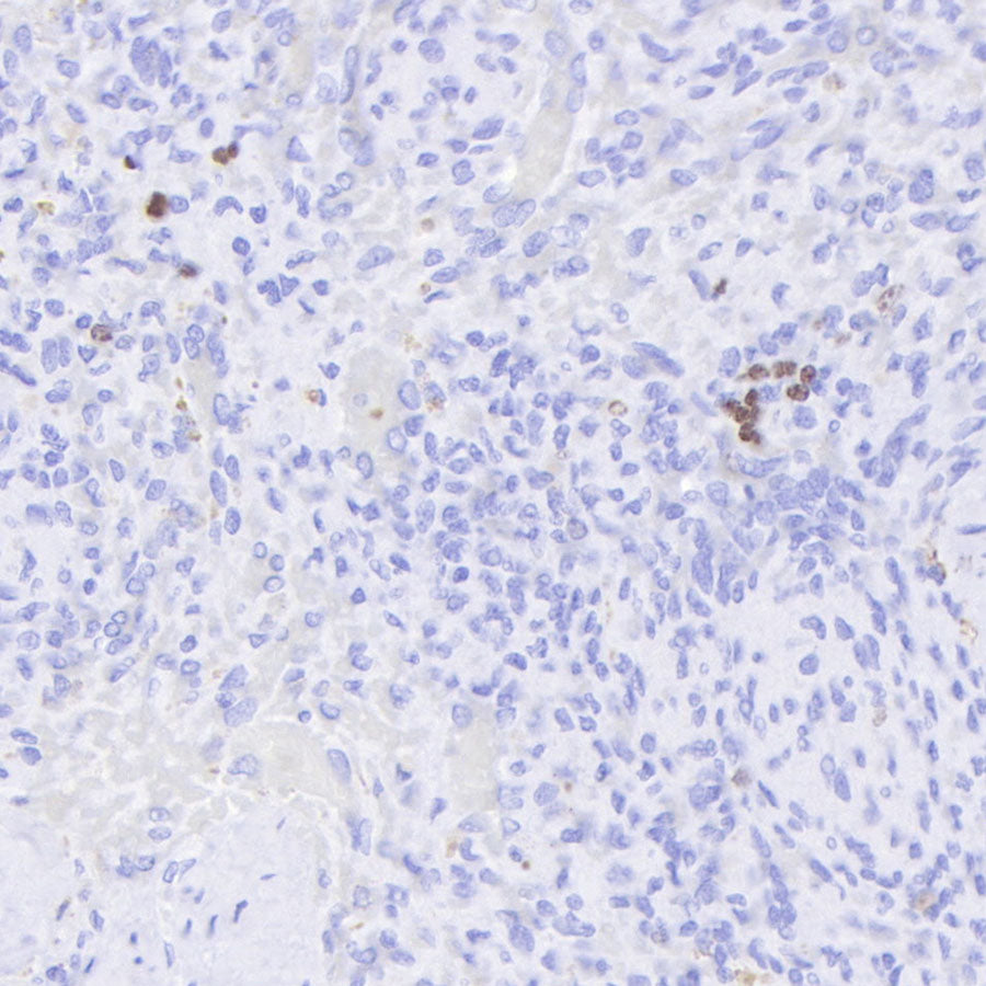 S-RMab® Ki67 Recombinant Rabbit mAb (SDT-R459)