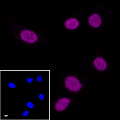 Histone H3 Recombinant Rabbit mAb (Alexa Fluor® 647 Conjugate) (S-266-44)