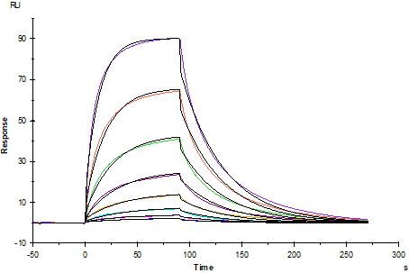 CD200 Fc Chimera Protein, Human
