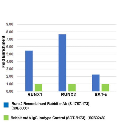 Runx2 Recombinant Rabbit mAb (S-1767-173)