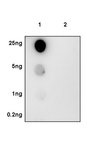 Phospho-NF-κB p65 (Ser468) Recombinant Rabbit mAb (S-1124-133)
