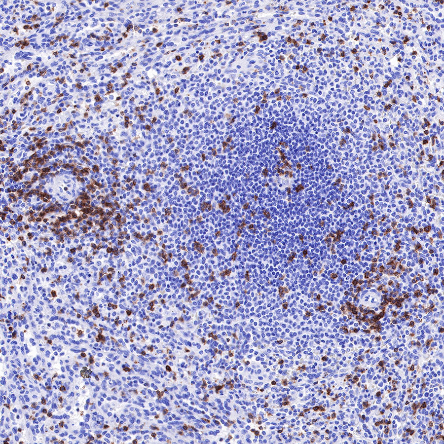 S-RMab® CD3 epsilon Recombinant Rabbit mAb,PBS Only (SDT-R137)