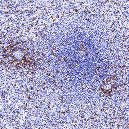 S-RMab® CD3 epsilon Recombinant Rabbit mAb,PBS Only (SDT-R137)