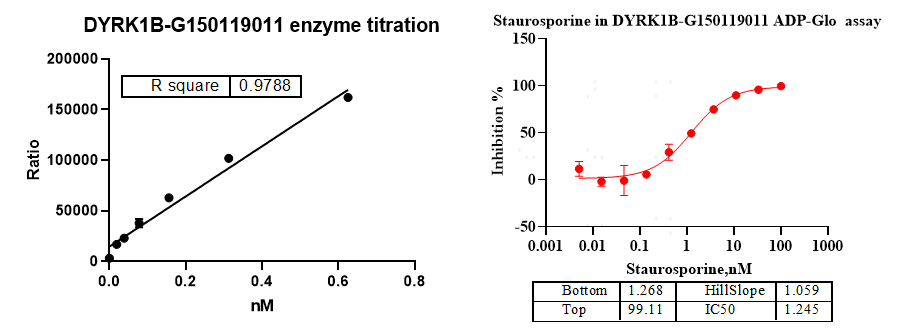 DYRK1B GST&Flag Tag Protein, Human