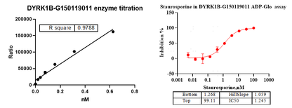 DYRK1B GST&Flag Tag Protein, Human