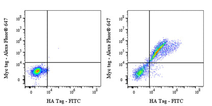 HA Tag Recombinant Rabbit mAb (FITC Conjugate) (S-4144)