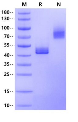 CD3 epsilon&CD3 gamma Heterodimer, Fc, His Tag&Fc, Flag Tag Protein, Human