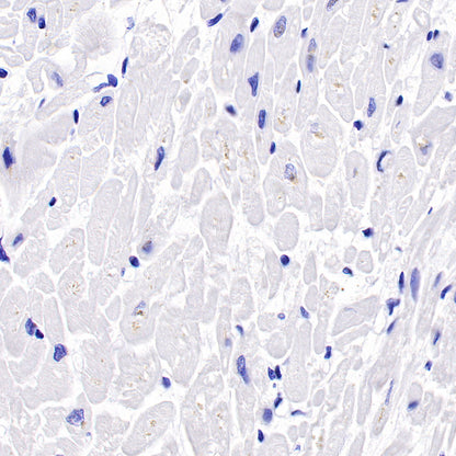 S-RMab® CD16a Recombinant Rabbit mAb,PBS Only (SDT-366-45)