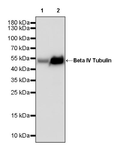Beta IV Tubulin Rabbit polyclonal antibody