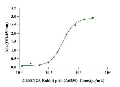 CLEC12A/MICL His Tag Protein, Cynomolgus
