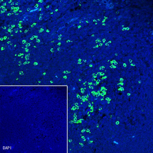 Human IgG1 F(c) Recombinant Rabbit mAb (S-447-20)