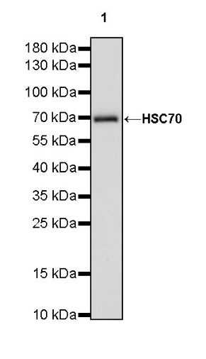 HSC70 Recombinant Rabbit mAb (S-996-65)