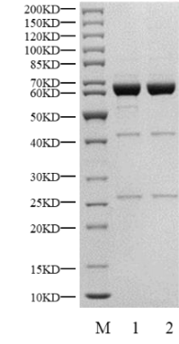 ACK GST Tag Protein, Human