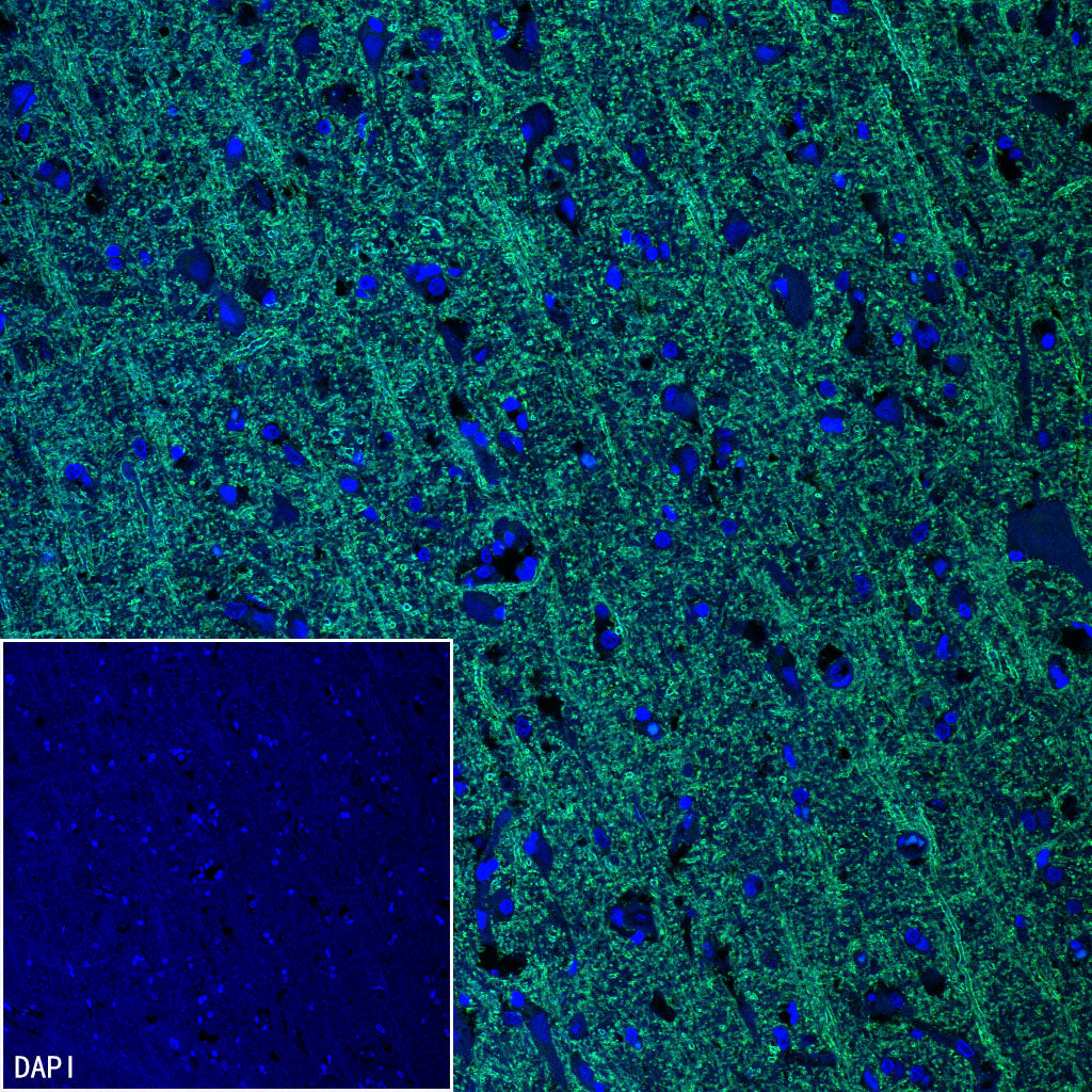 MOG Rabbit Polyclonal Antibody