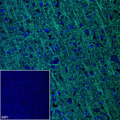 MOG Rabbit Polyclonal Antibody