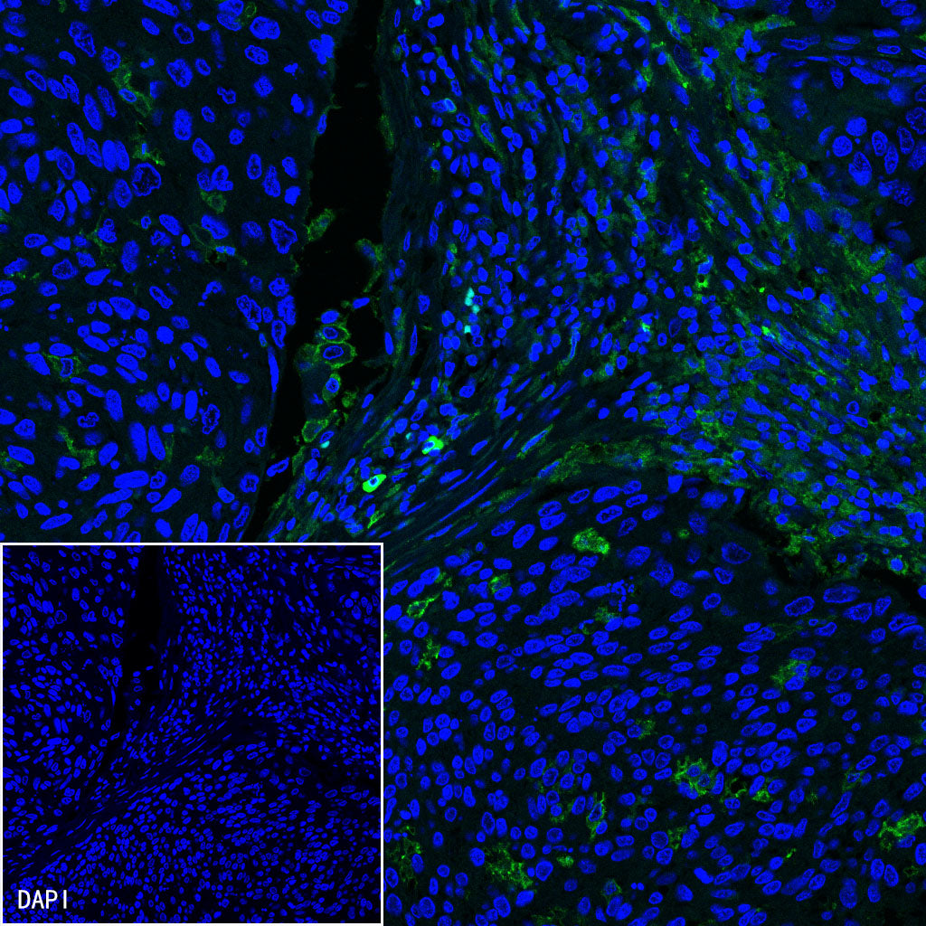 S-RMab® CD16a Recombinant Rabbit mAb,PBS Only (SDT-366-45)