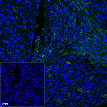 S-RMab® CD16a Recombinant Rabbit mAb,PBS Only (SDT-366-45)