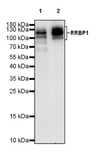 RRBP1 Rabbit Polyclonal Antibody