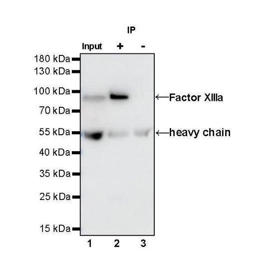 Product image media