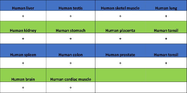 RUVBL1 Recombinant Rabbit mAb (S-1600-38)