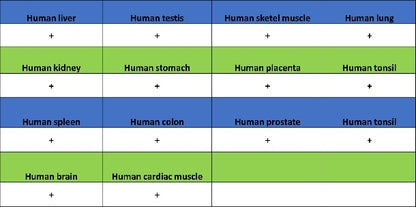 RUVBL1 Recombinant Rabbit mAb (S-1600-38)