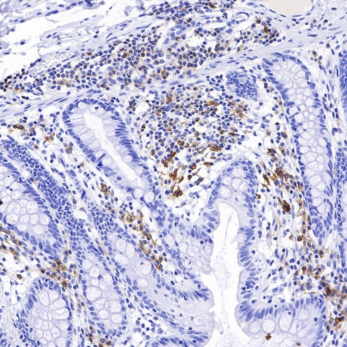 CD27 Mouse mAb (S-568-1)