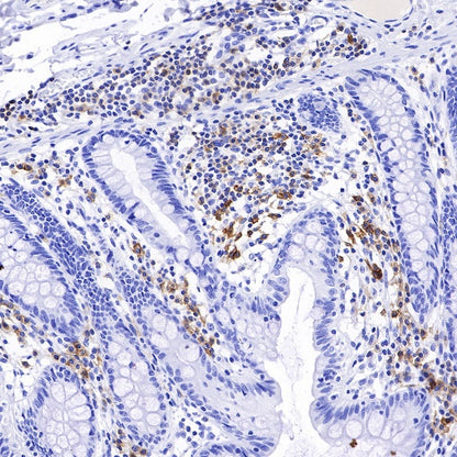 CD27 Mouse mAb (S-568-1)