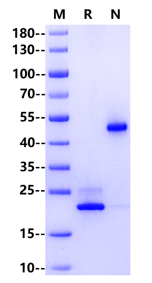 BAFF/TNFSF13B/CD257 Trimer His Tag Protein, Human