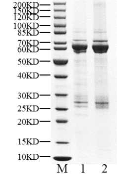 PASK GST Tag Protein, Human