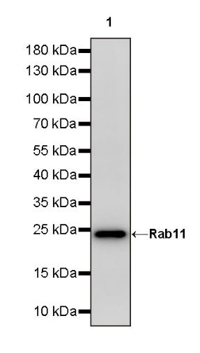 Rab11 Recombinant Rabbit mAb (S-1601-68)