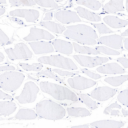 NKX2.2 Recombinant Rabbit mAb (SDT-898-41)