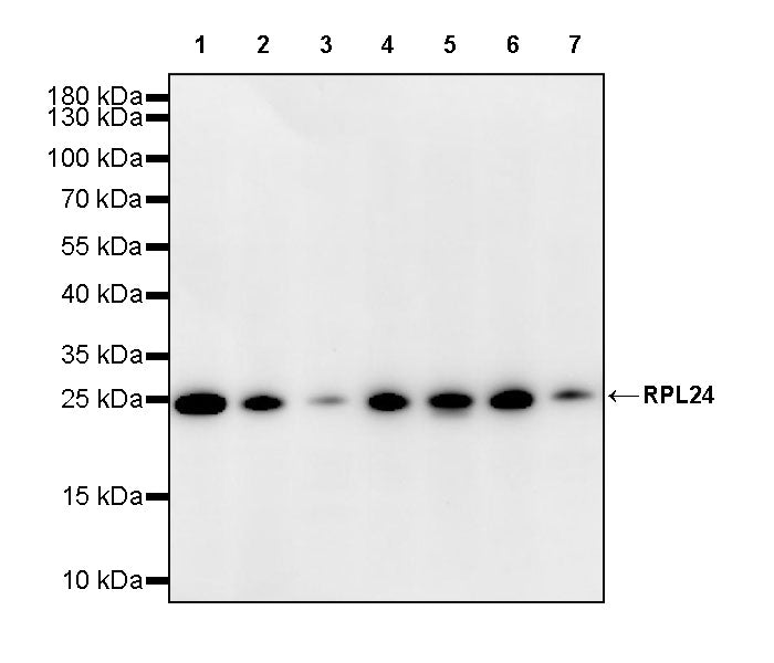 RPL24 Rabbit Polyclonal Antibody