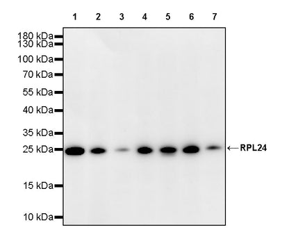 RPL24 Rabbit Polyclonal Antibody