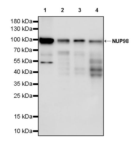NUP98 Recombinant Rat mAb (S-3384)