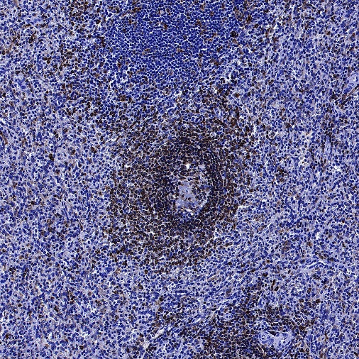 CD74 Recombinant Rabbit mAb (S-4524-58)