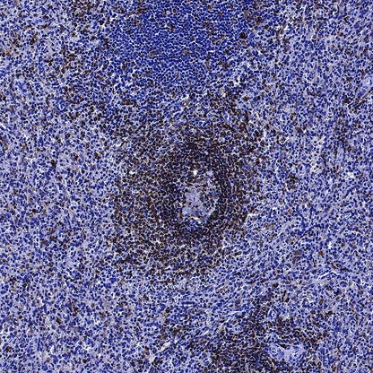 CD74 Recombinant Rabbit mAb (S-4524-58)
