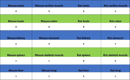 ADK Rabbit Polyclonal Antibody