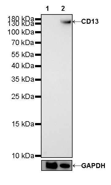 CD13 Recombinant Rabbit mAb (SDT-R162)