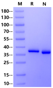 Biotinylated Annexin V His&Avi Tag Protein, Human