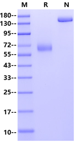 IL-10 R beta Fc Chimera Protein, Human