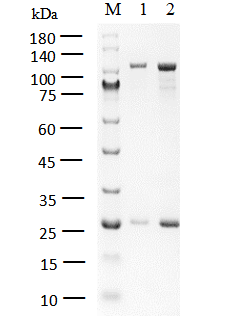 HER2 Protein