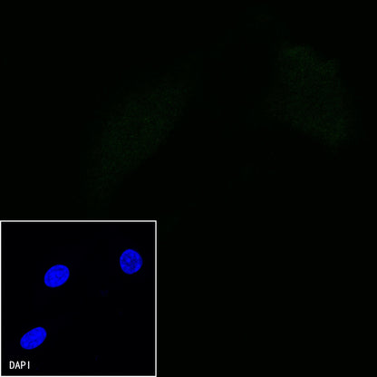 Invivo anti-mouse PD-1 Recombinant mAb (RMP1-14)