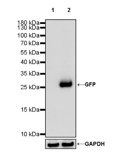 GFP Recombinant Rabbit mAb (HRP Conjugate) (S-296-32)