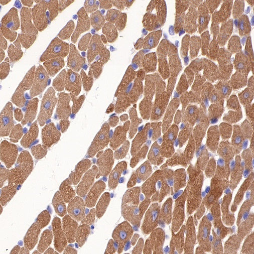 Alpha B Crystallin Recombinant Rabbit mAb (S-R216)