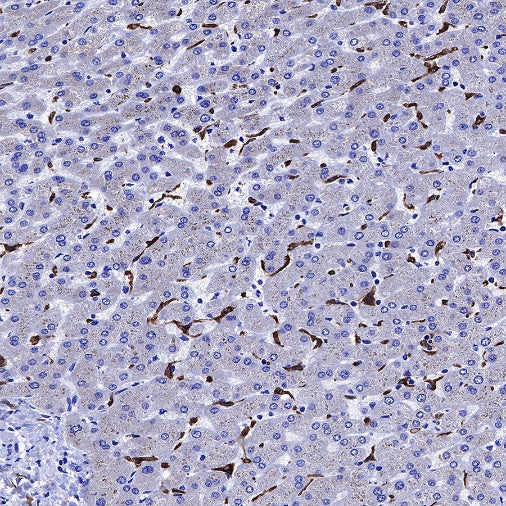 Heme Oxygenase 1 Recombinant Rabbit mAb (S-R334)