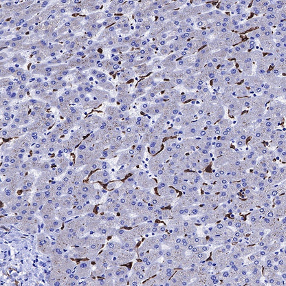 Heme Oxygenase 1 Recombinant Rabbit mAb (S-R334)