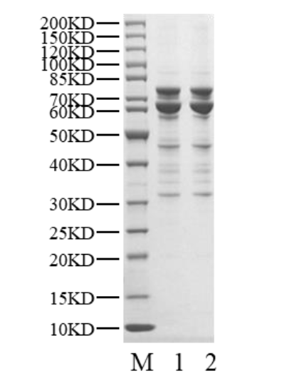 CDK9/Cyclin T2 Protein