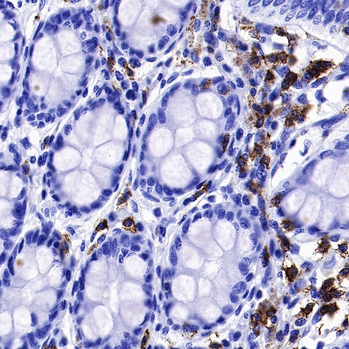CD6 Mouse mAb (S-688-33)
